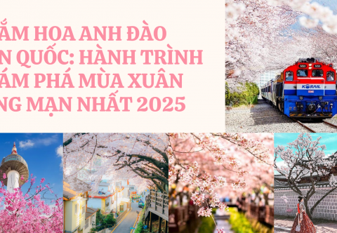 NGẮM HOA ANH ĐÀO HÀN QUỐC: HÀNH TRÌNH KHÁM PHÁ MÙA XUÂN LÃNG MẠN NHẤT 2025